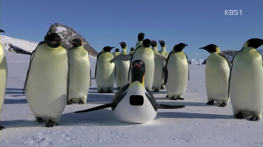 호라 돌핀 돌판 돌폰~_1.jpg