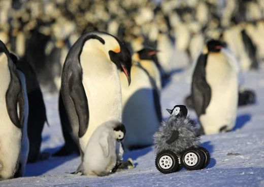 호라 돌핀 돌판 돌폰~_2.webp