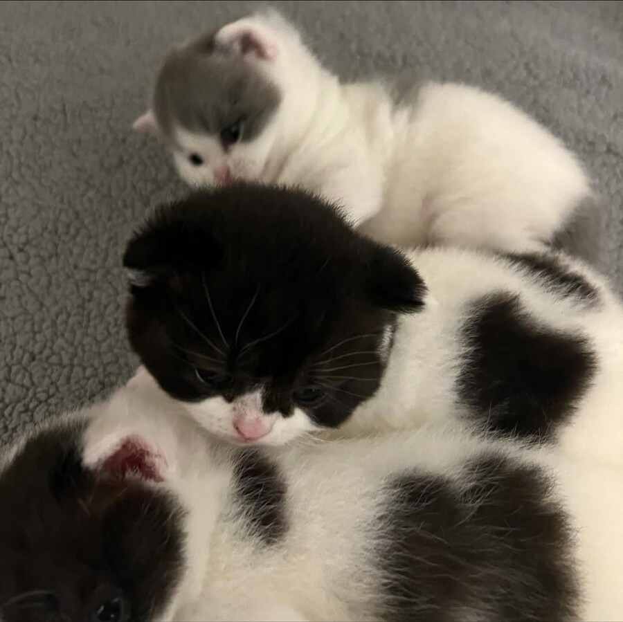 귀요미 아깽이들..._7.jpg