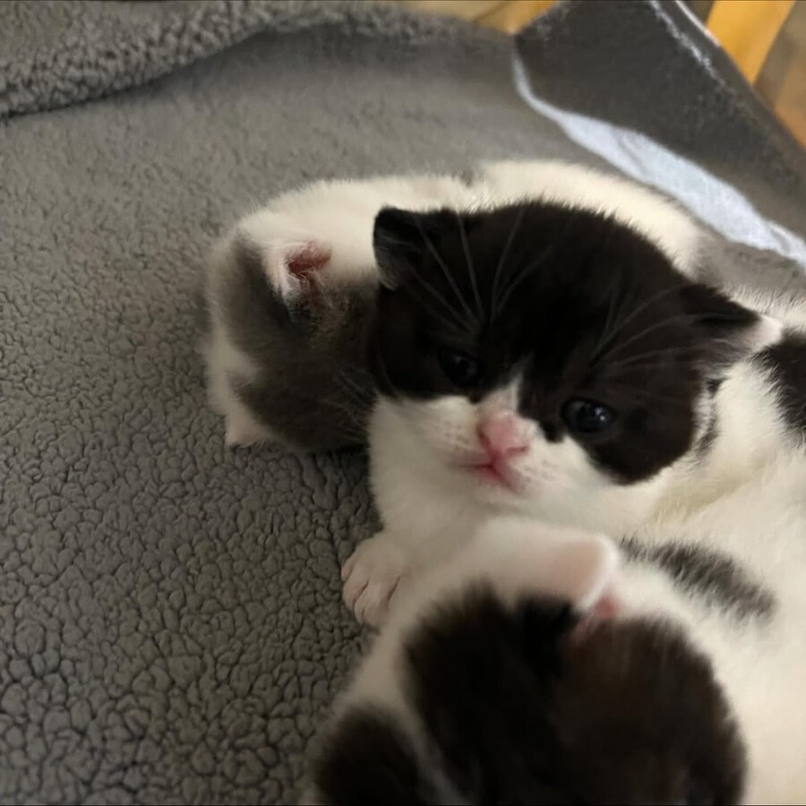 귀요미 아깽이들..._8.jpg