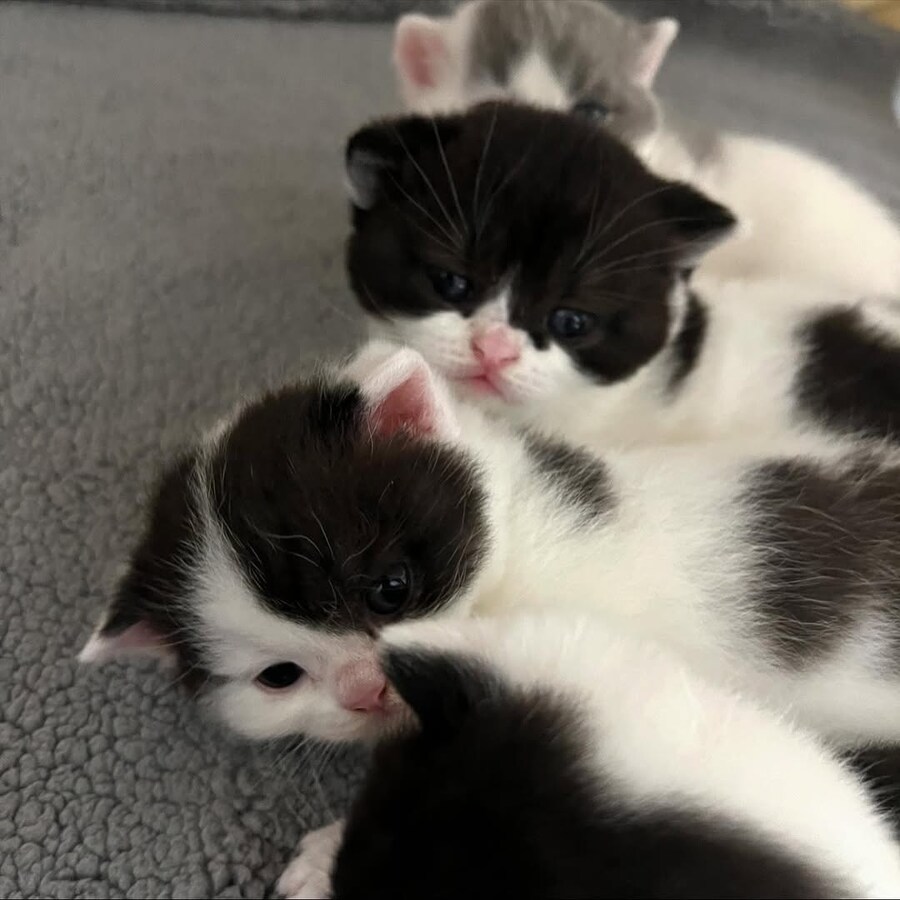 귀요미 아깽이들..._9.jpg