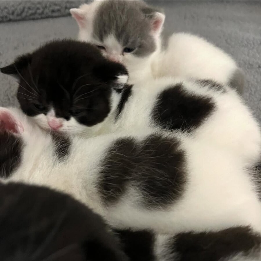 귀요미 아깽이들..._10.jpg