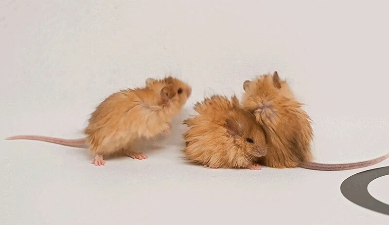 탈모약 개발 댓글 반응_2.jpg