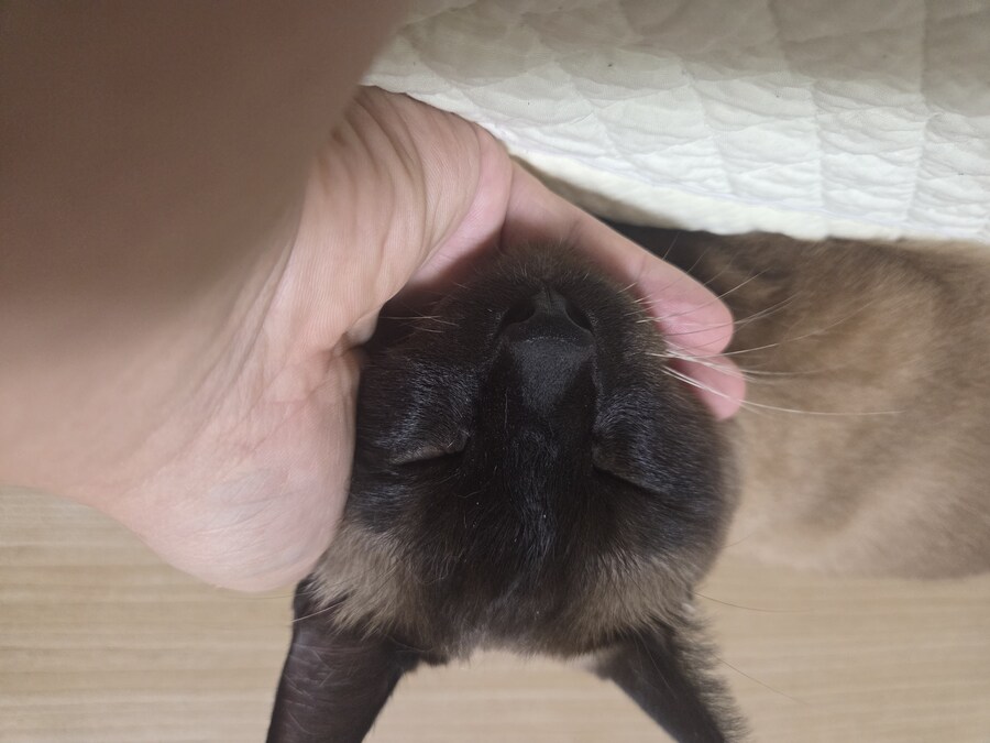 내 손 위에 있는 귀여운 것 좀 봐주세요_2.jpg