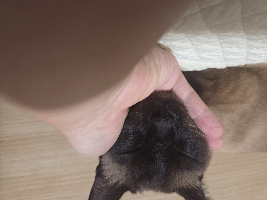 내 손 위에 있는 귀여운 것 좀 봐주세요_3.jpg