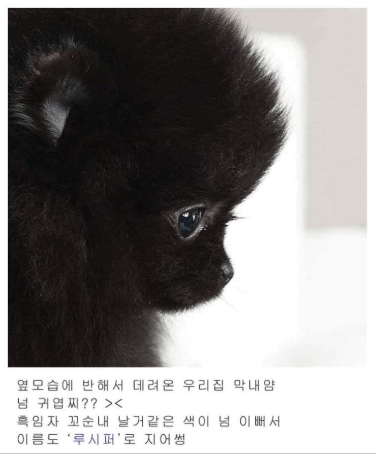 조금 까맣지만 귀여운 고양이 입양 후기 jpg_1.jpg