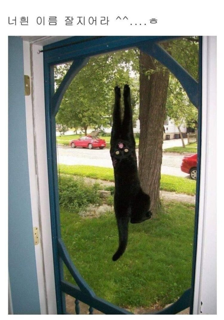 조금 까맣지만 귀여운 고양이 입양 후기 jpg_3.jpg