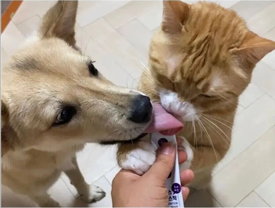고양이 : 이거 니꺼 아니라고 개새꺄_1.jpg