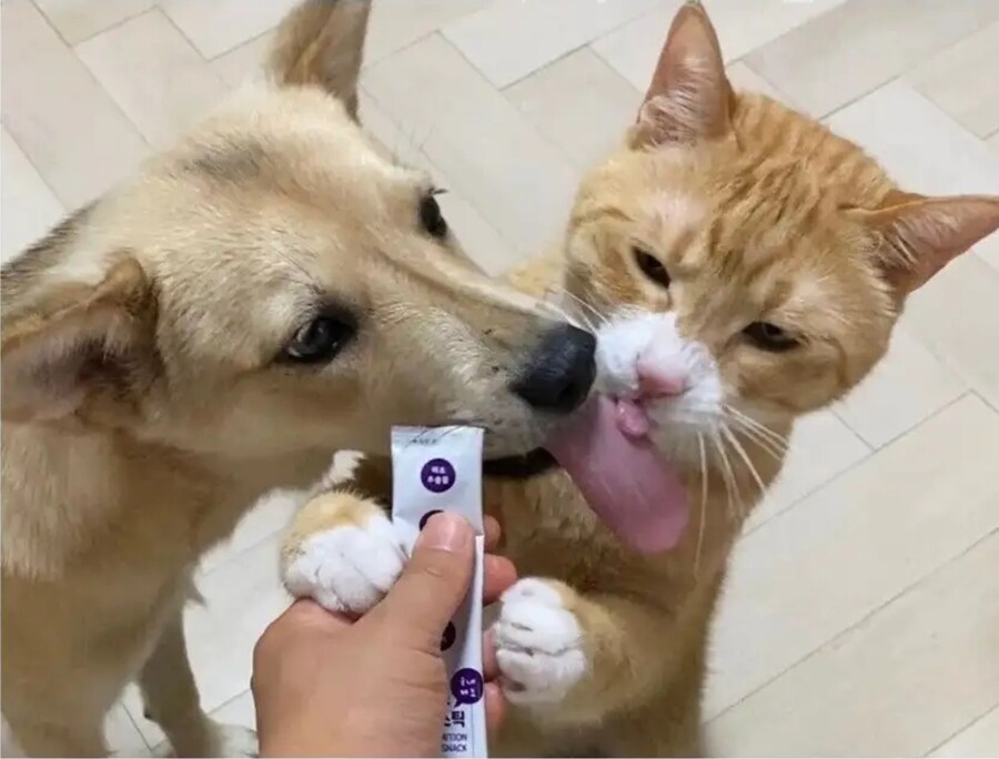 고양이 : 이거 니꺼 아니라고 개새꺄_2.jpg