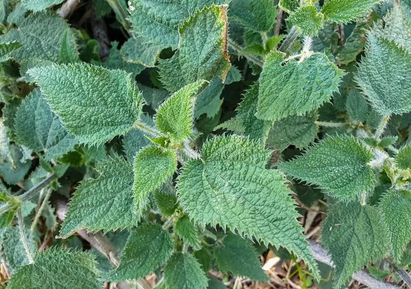 자연: 이정도면 ㅈ간놈들 안먹겠지..어어 ㅅㅂ 죽는다고!!!_2.webp