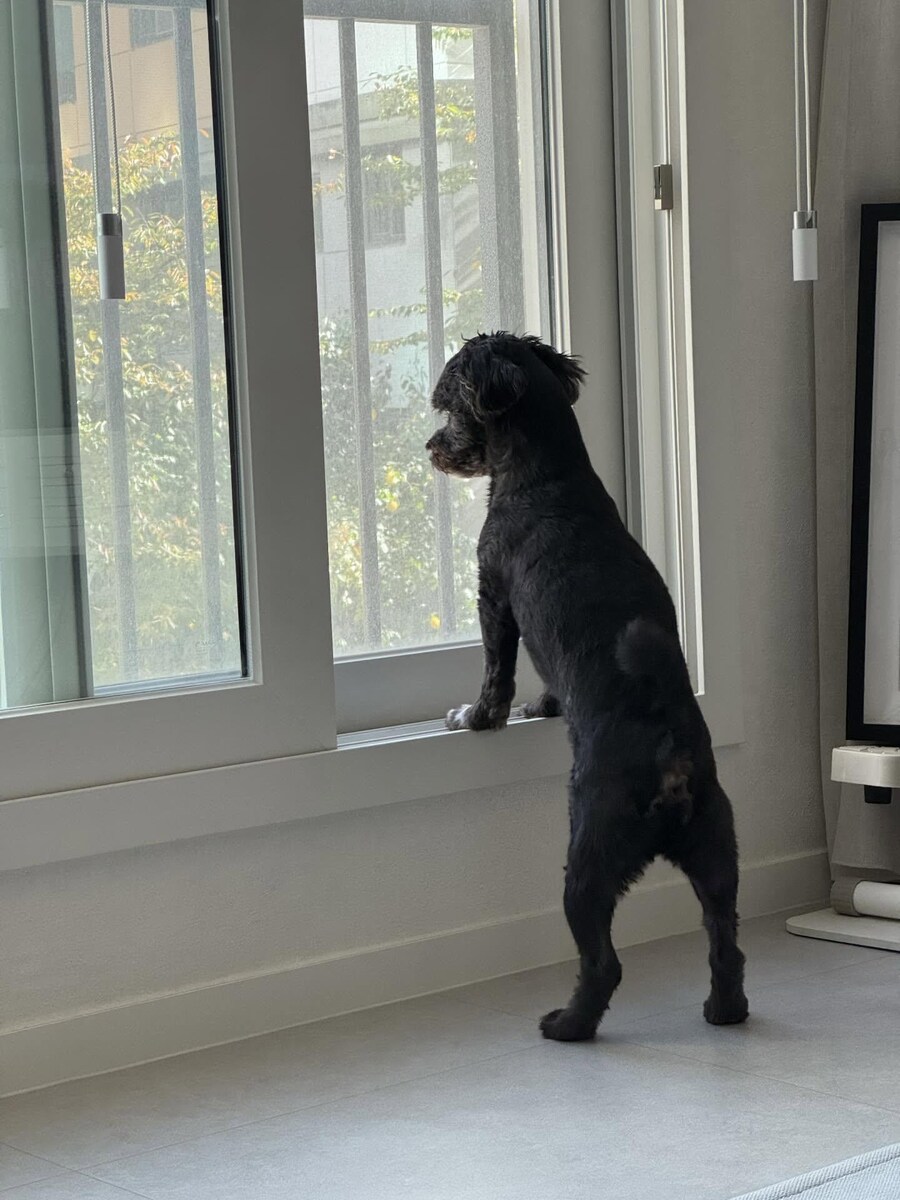 강아지사진 줏어왔다_1.jpg