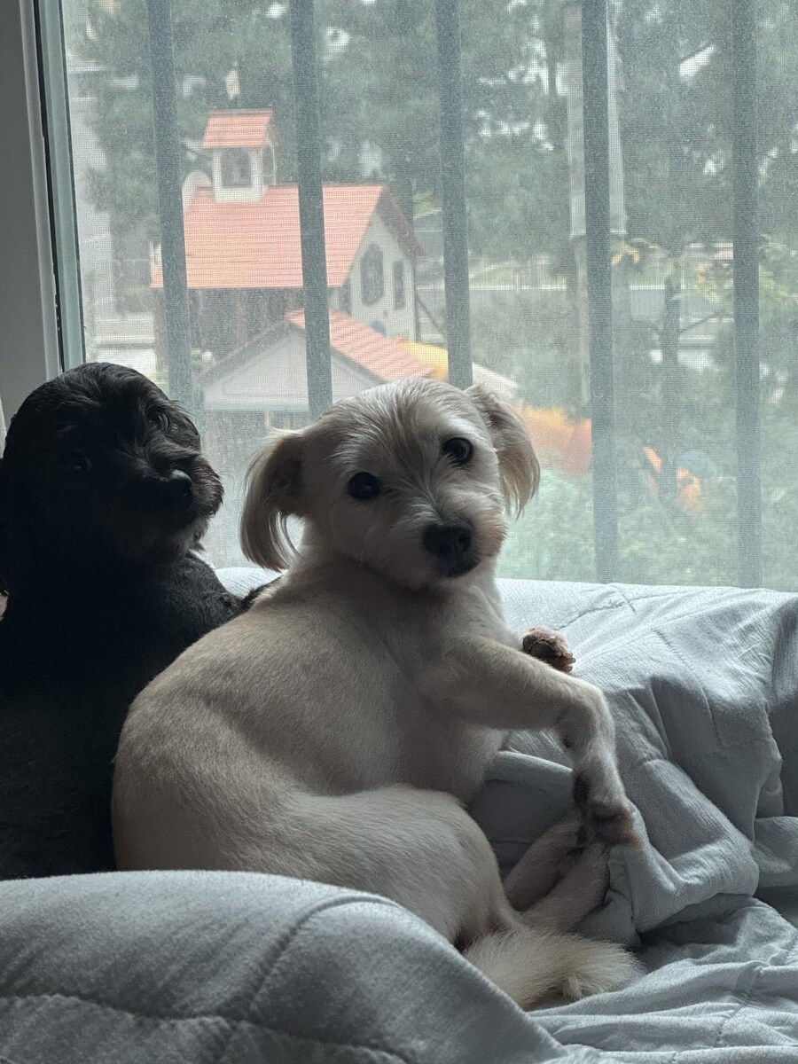 강아지사진 줏어왔다_3.jpg