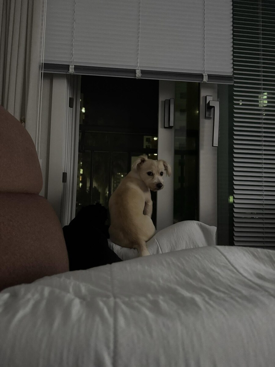 강아지사진 줏어왔다_4.jpg