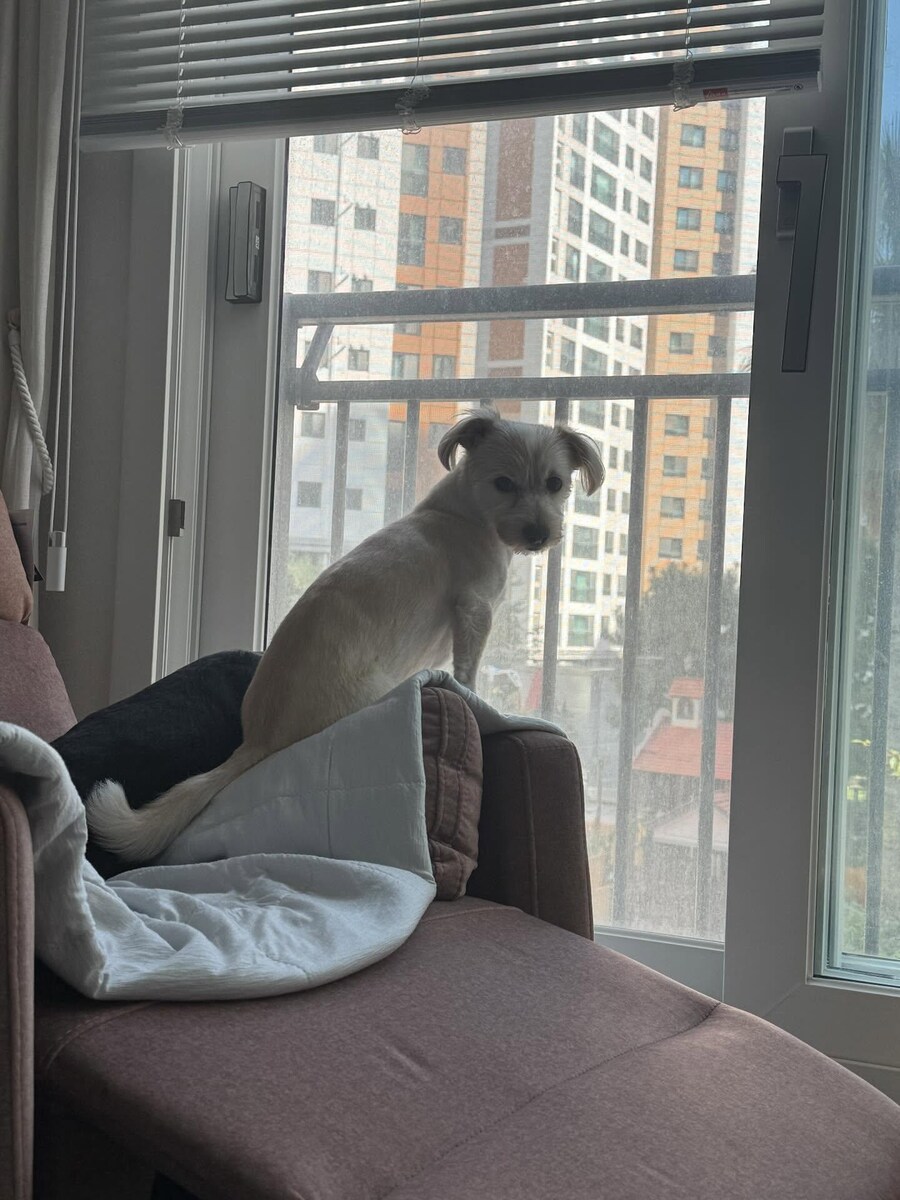 강아지사진 줏어왔다_5.jpg