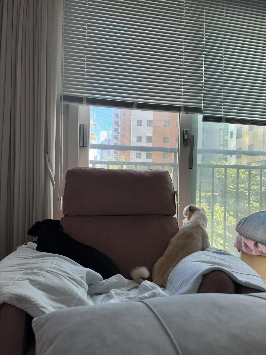 강아지사진 줏어왔다_6.jpg