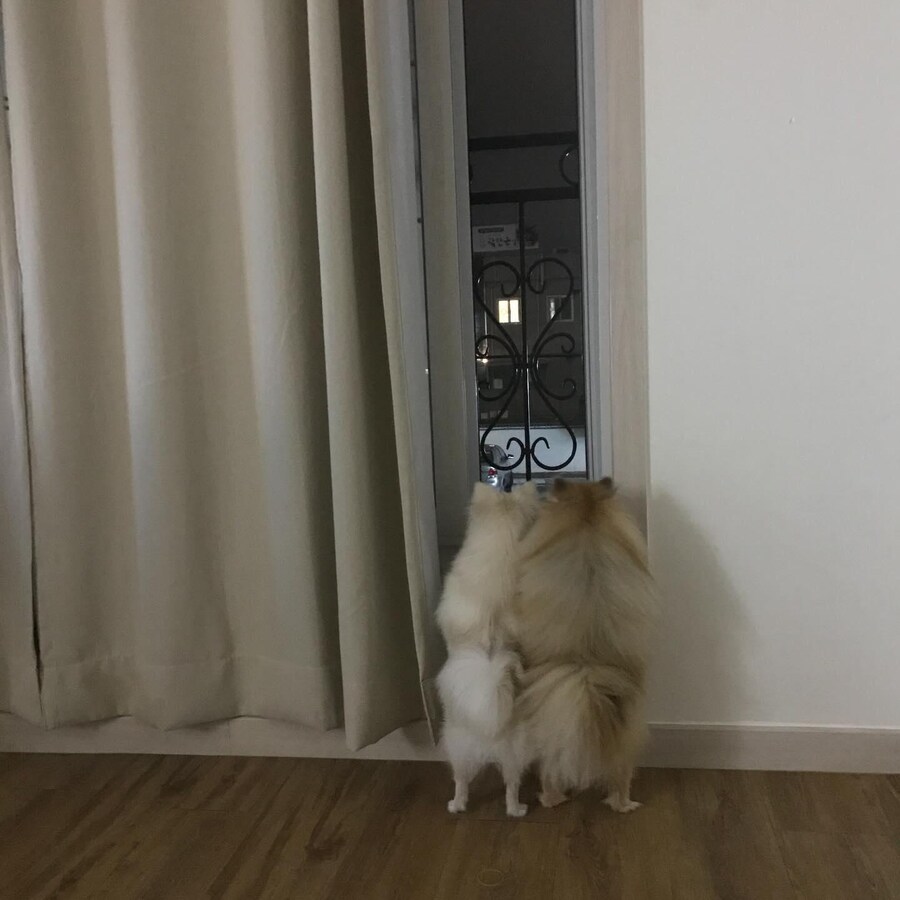 강아지사진 줏어왔다_8.jpg