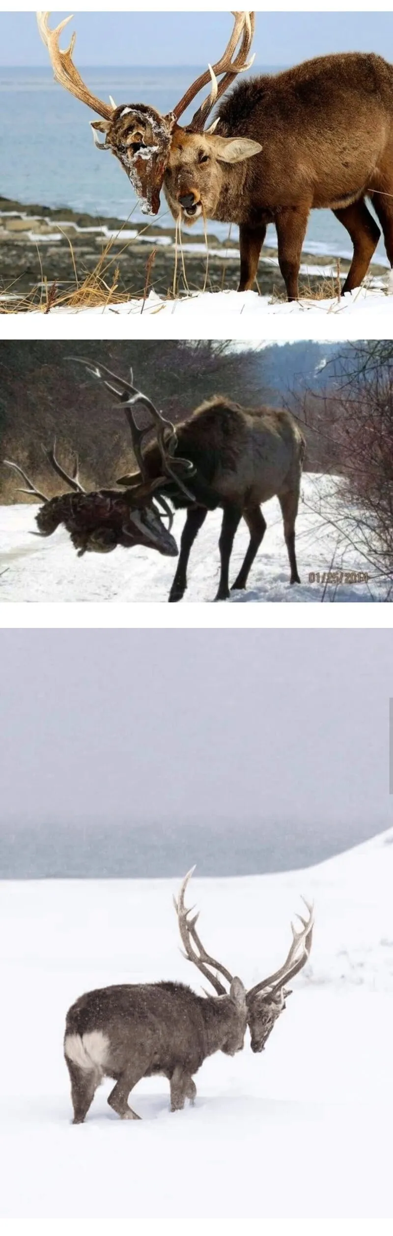 약혐) 자신이 죽인 적을 영원히 마주하는 저주._1.webp