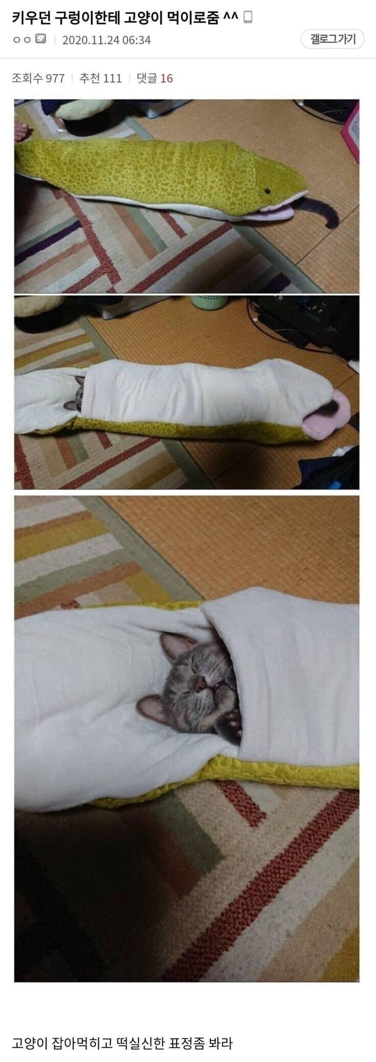 키우던 구렁이에게 고양이 먹으로 줌.jpg_1.jpg