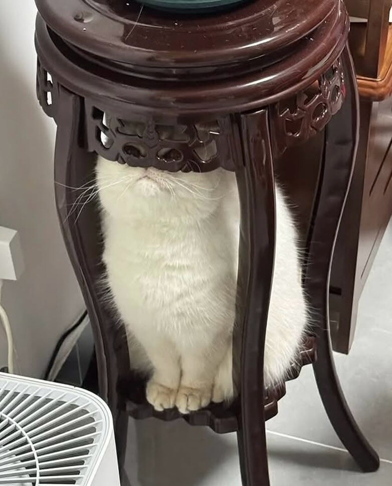 지켜보고 있다냥!_1.jpg