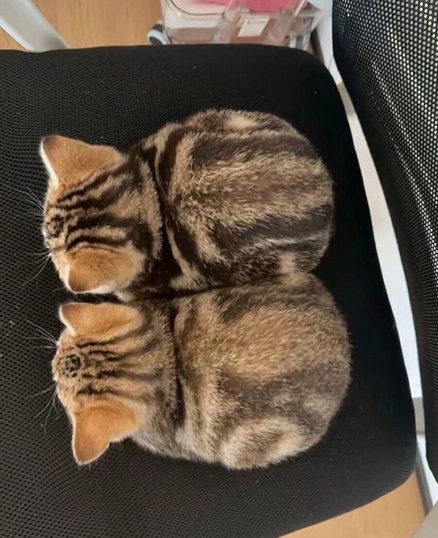 빵댕이와 빵냥이_2.jpg