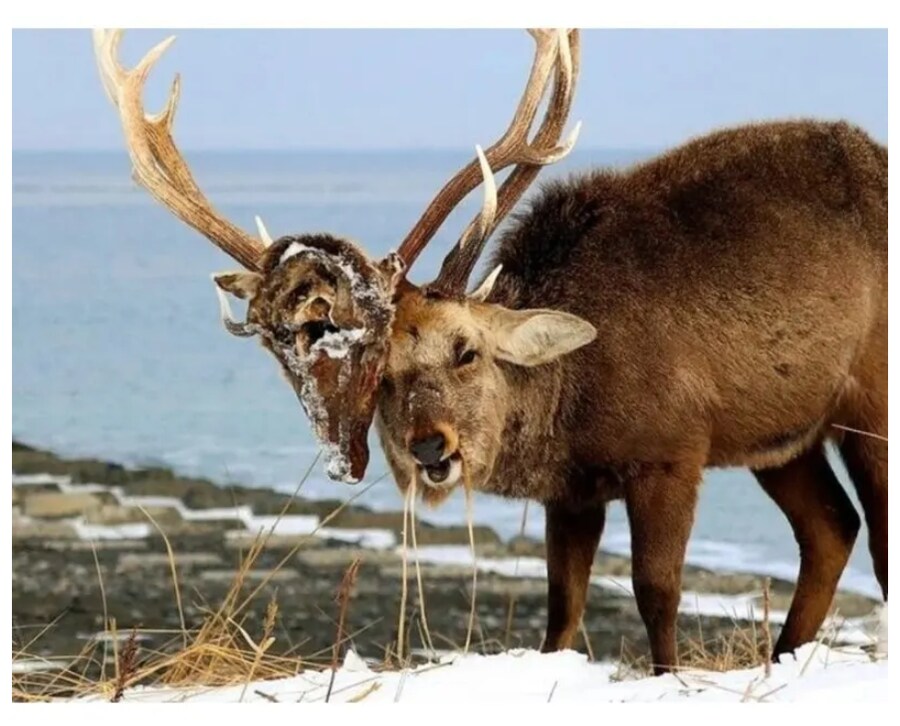 분명 해치운 놈이 계속 나에게 말을 건다.JPG_1.png