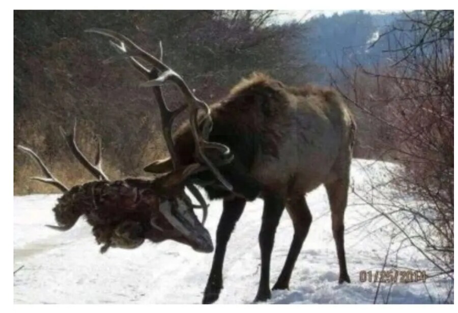 분명 해치운 놈이 계속 나에게 말을 건다.JPG_2.png