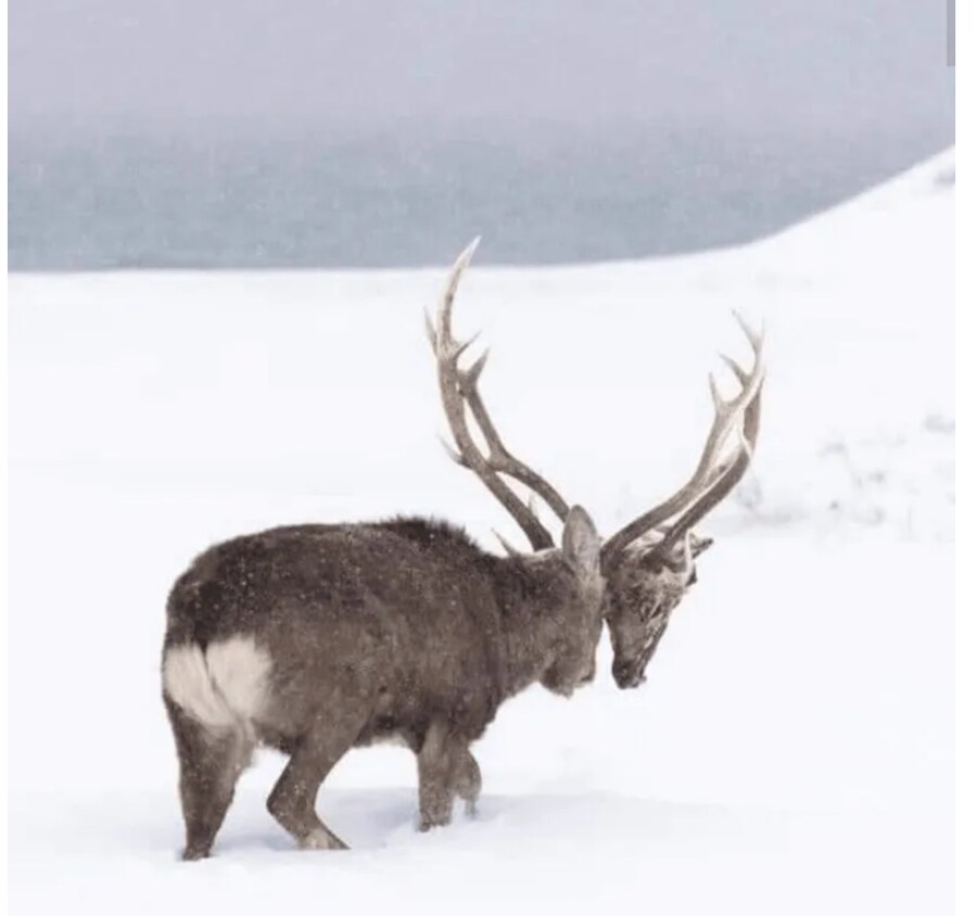 분명 해치운 놈이 계속 나에게 말을 건다.JPG_3.png