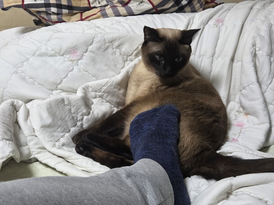 넌 고양이 손으로 만지니? 나는..._3.jpg