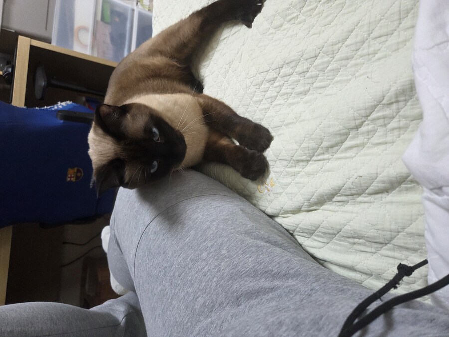 넌 고양이 손으로 만지니? 나는..._6.jpg