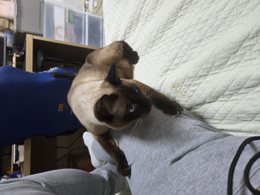 넌 고양이 손으로 만지니? 나는..._7.jpg