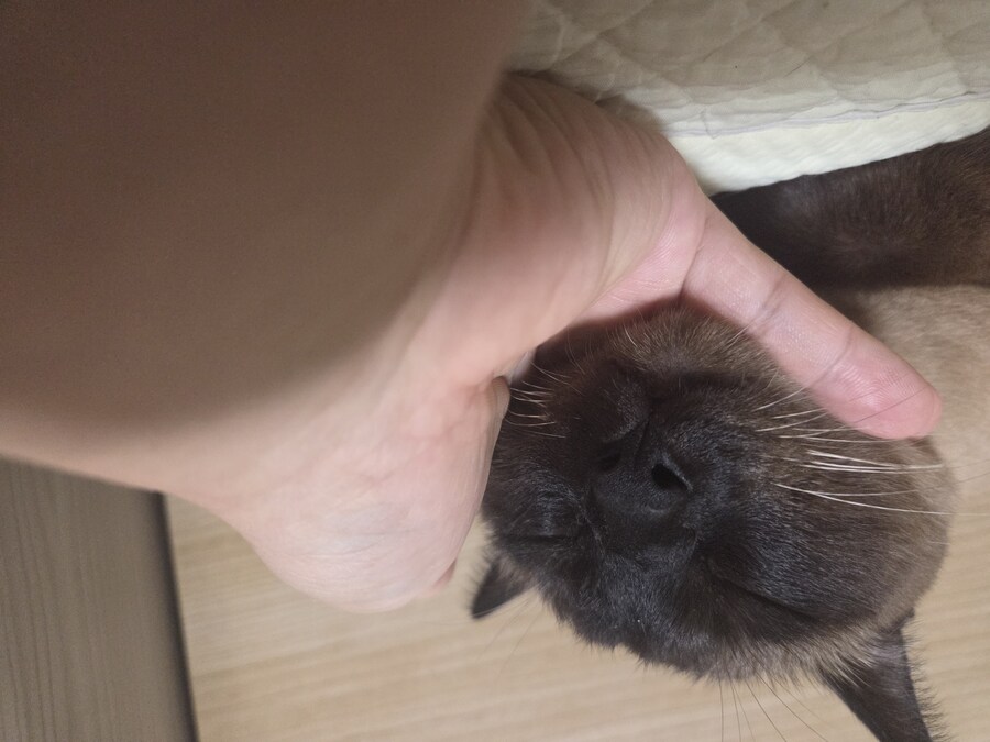 넌 고양이 손으로 만지니? 나는..._9.jpg