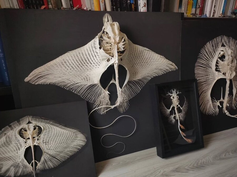 가오리 뼈 본 적 있음?_2.jpg