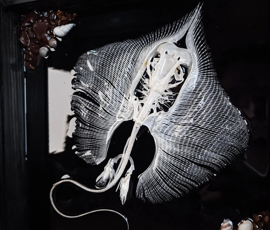 가오리 뼈 본 적 있음?_1.jpg