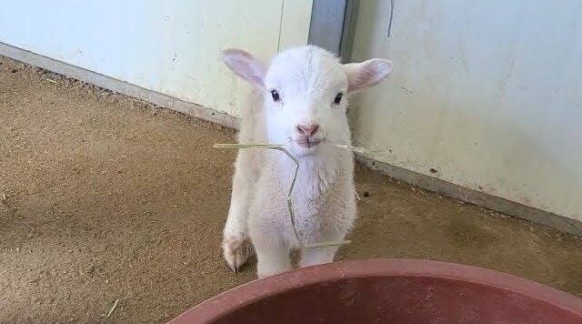 아기염소와 아기양은 자세히 보지 않으면 구분이 어렵다._2.jpg