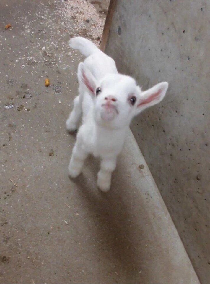 아기염소와 아기양은 자세히 보지 않으면 구분이 어렵다._3.jpg