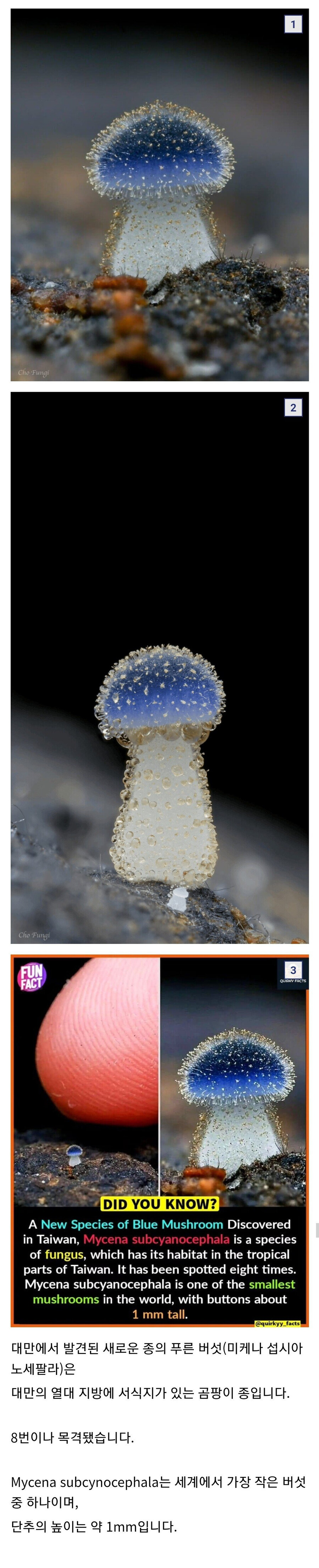 작고 귀엽지만 어딘지 위험해 보이는 녀석_1.jpg