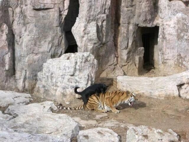 스피드왕 범개_1.jpg