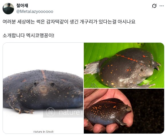 세상에는 썩은 감자떡같이 생긴 개구리가 있습니다!_1.png