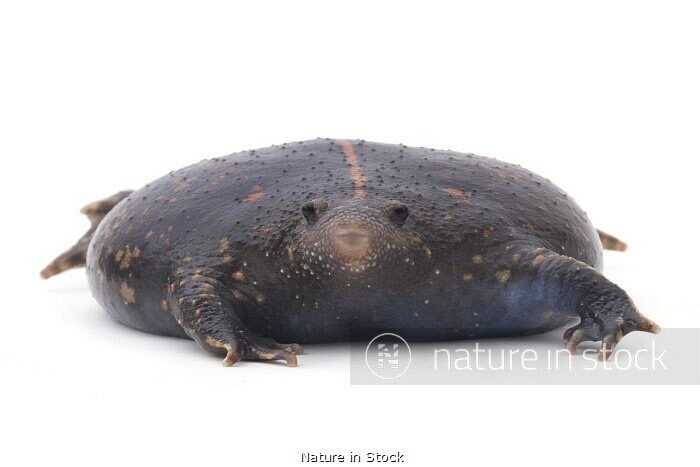 세상에는 썩은 감자떡같이 생긴 개구리가 있습니다!_2.jpg