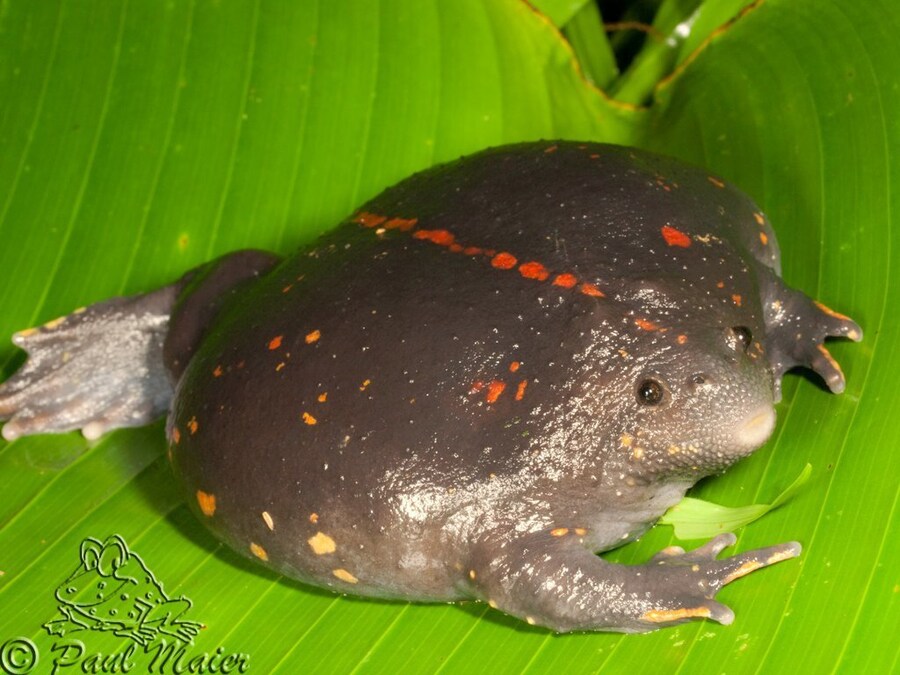 세상에는 썩은 감자떡같이 생긴 개구리가 있습니다!_3.jpg