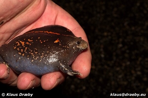 세상에는 썩은 감자떡같이 생긴 개구리가 있습니다!_4.jpg