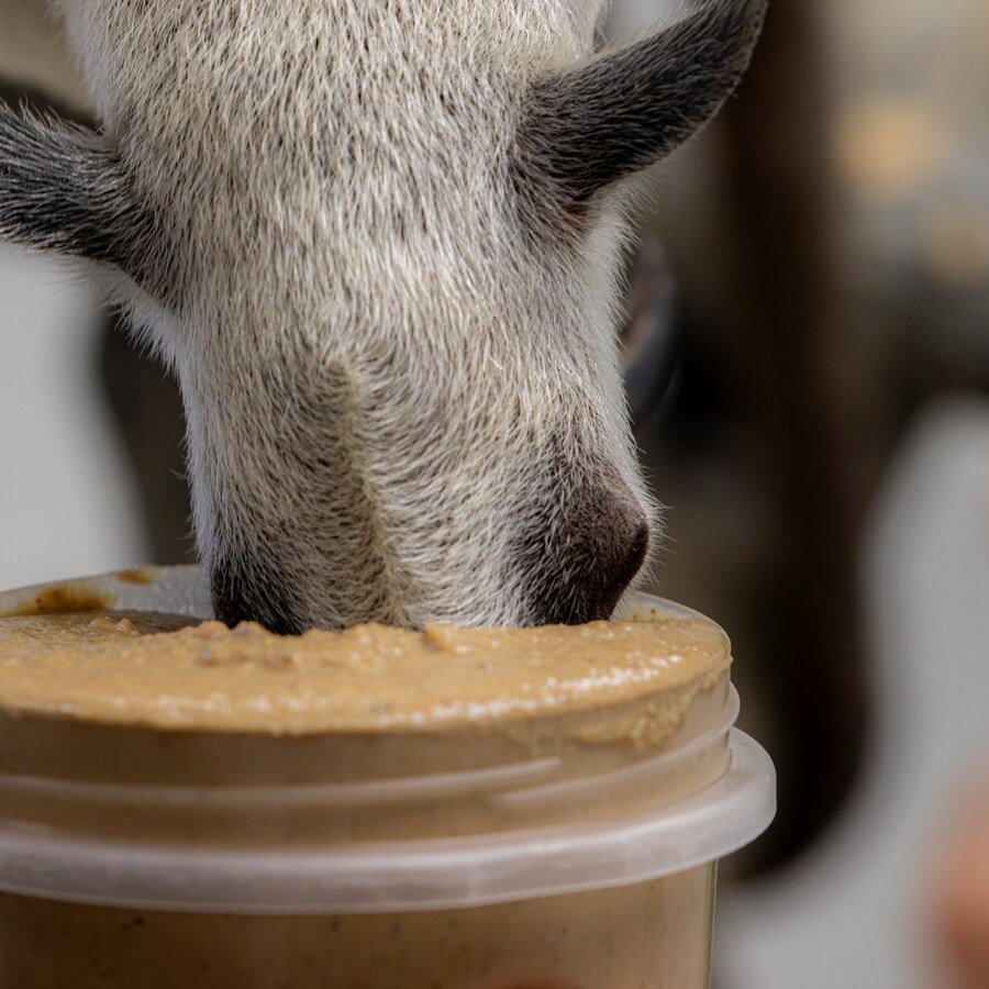 구조된 애기 개미 핥기의 첫 식사 시간. jpg_1.jpg