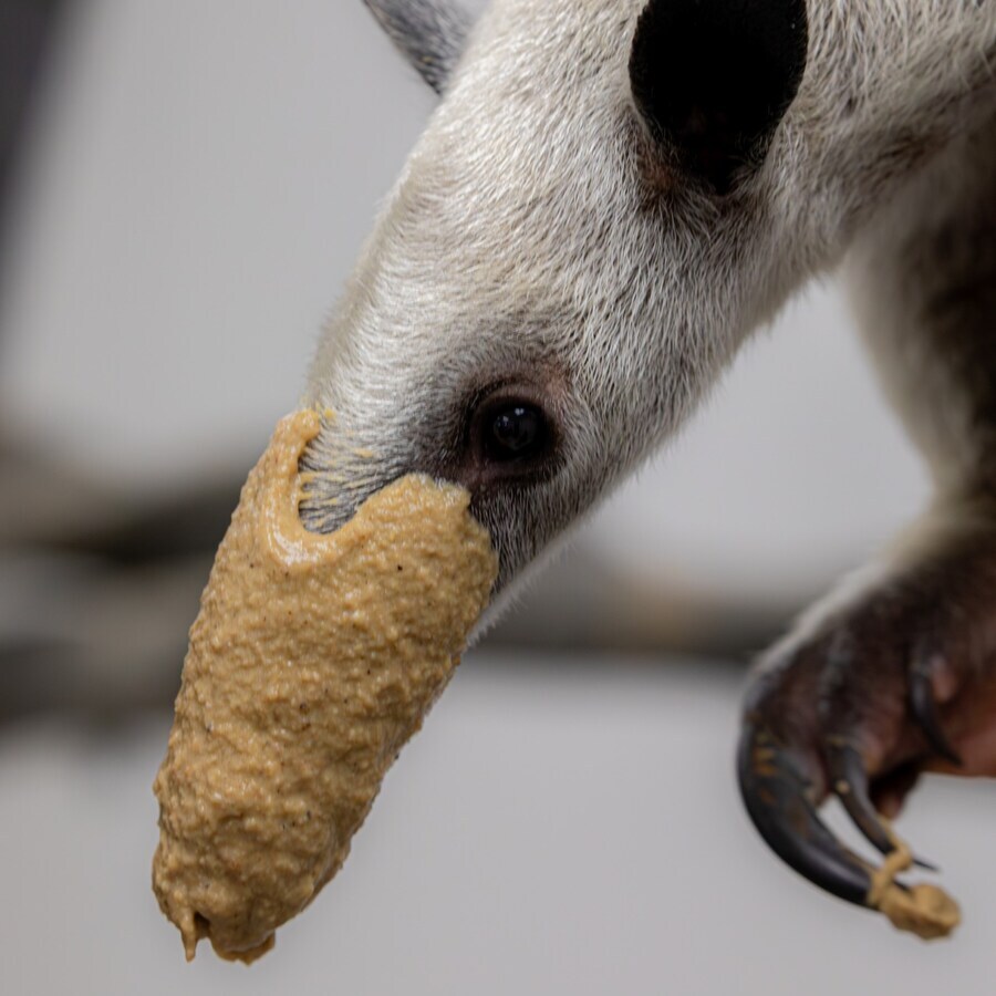 구조된 애기 개미 핥기의 첫 식사 시간. jpg_2.jpg