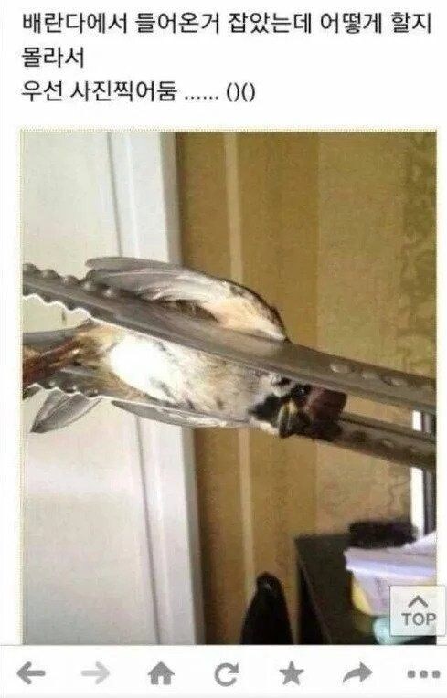 참새를 잡은 사람 jpg._1.jpg