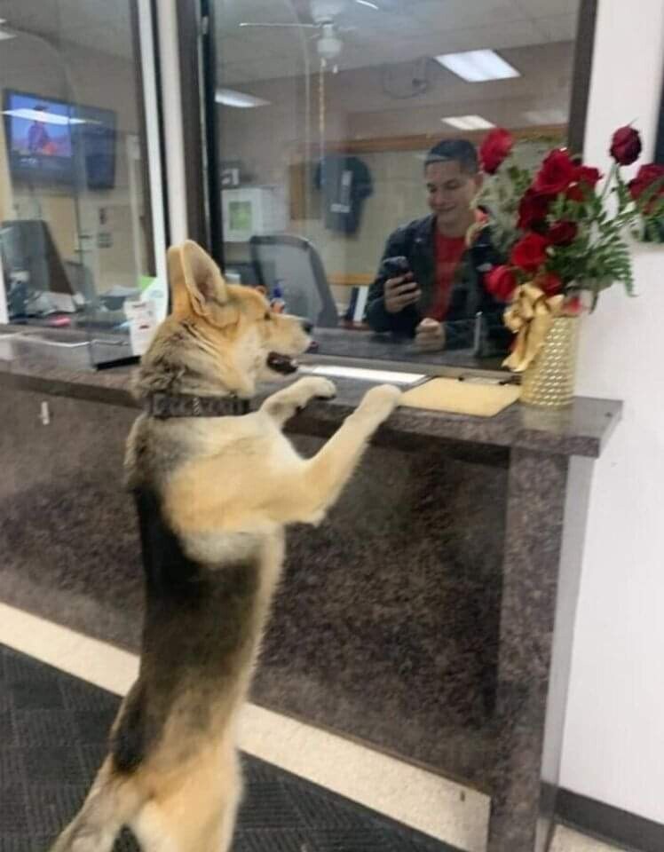 댕댕이 또또캐!_2.jpg