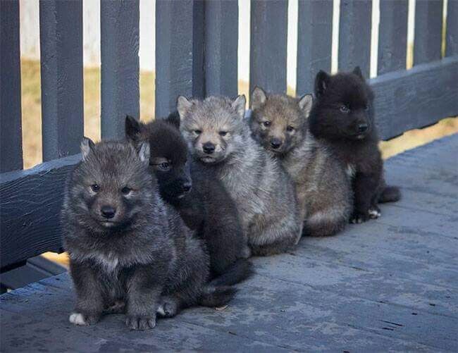 귀여운 산강아지.jpg_1.jpg