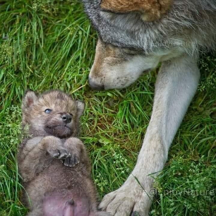 귀여운 산강아지.jpg_3.jpg