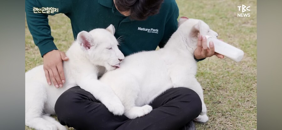 한국의 아기 백사자_2.png