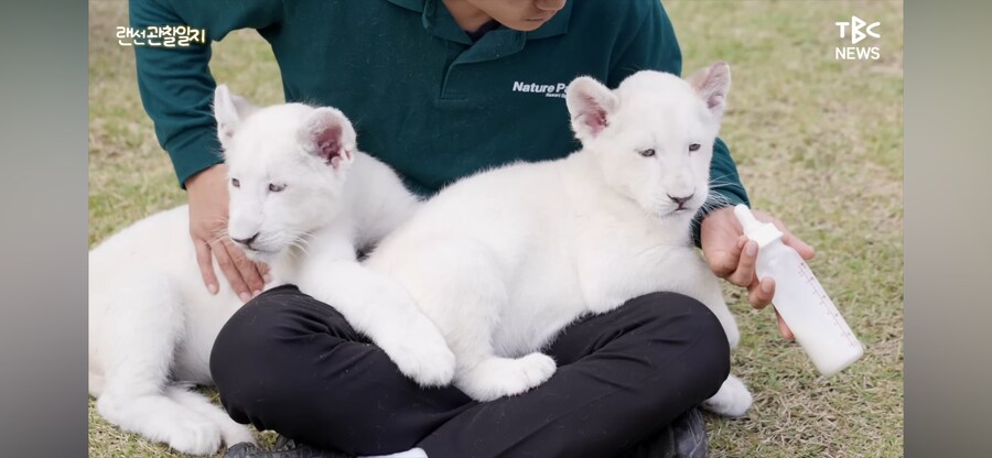 한국의 아기 백사자_3.png