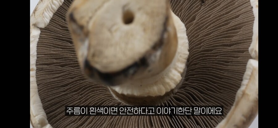 대학 교수님이 알려주신 독버섯 구별 방법. jpg_1.jpg